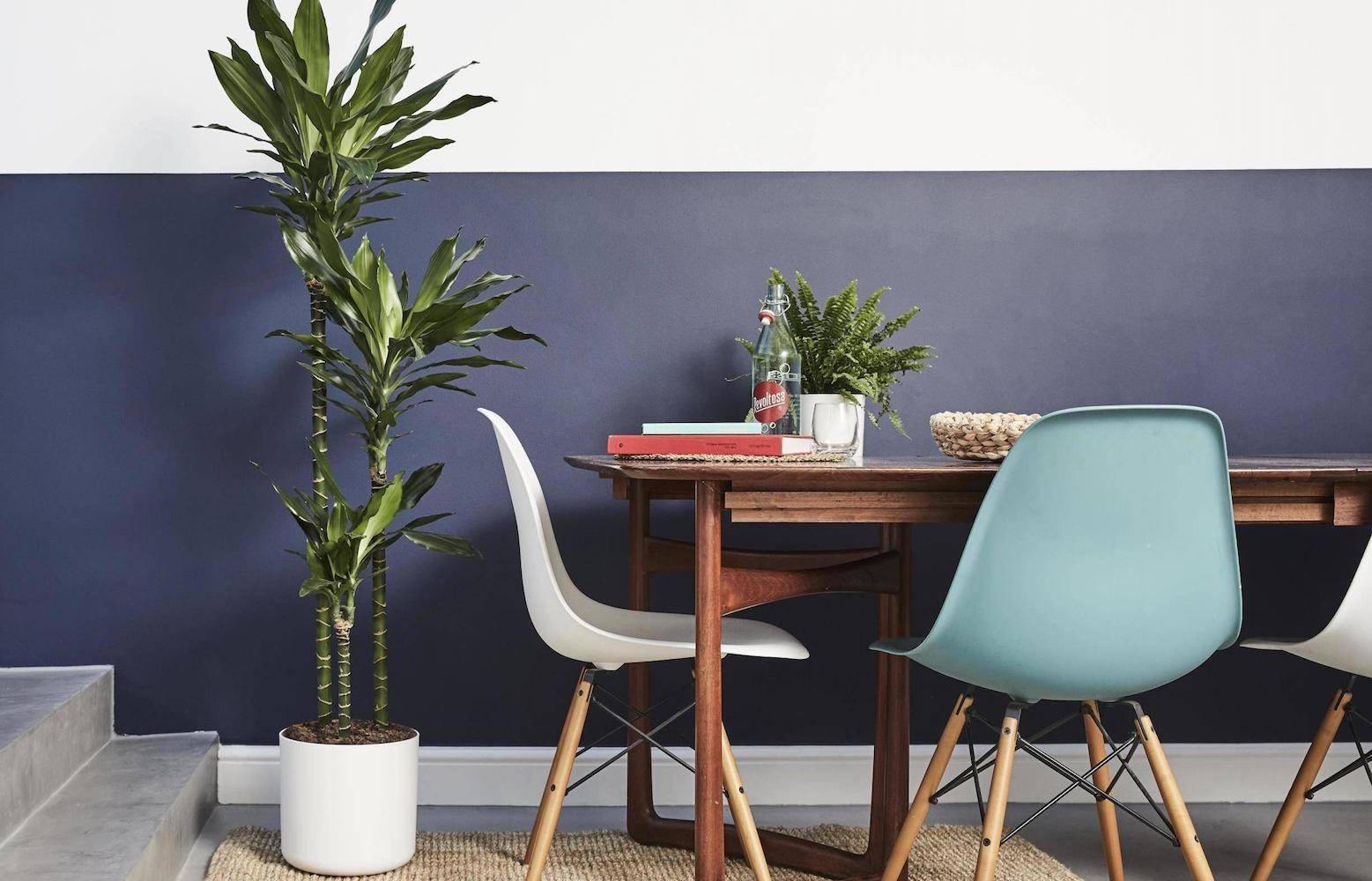 [ ] 6. Dracaena